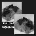 Coelhos Lion Head