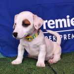 Jack Russel Terrier -machos E Fmeas Disponveis