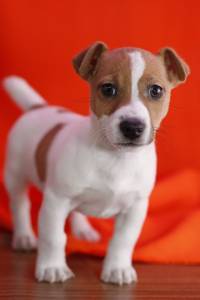 Jack Russell Terrier Criado em ambiente familiar