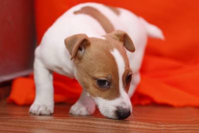 Jack Russell Terrier Criado em ambiente familiar