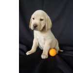 Pupdogs 1199.97.86-642 -  Labrador Babys Vacinados