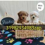 Poodle Micro Toy Prop Veterin�rio