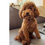 Procuro TOY RED POODLE - FMEA