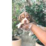 Beagle Acompanham Pedigree E Garantias Em Contrato - Pupdogs