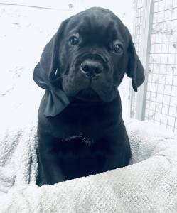Ninhada Cane Corso