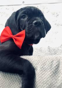 Ninhada Cane Corso