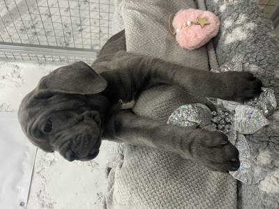 Ninhada Cane Corso