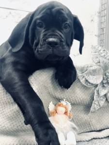 Ninhada Cane Corso