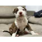 Pitbull Terrier Lindos Filhotes, A Pronta Entrega Com Garantias Exclusivas