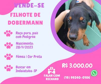 Vende-se filhote cachorro raa Dobermann - Indaiatuba SP