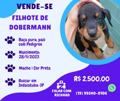 Vende-se filhote cachorro raa Dobermann - Indaiatuba SP