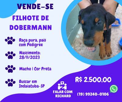 Vende-se filhote cachorro raa Dobermann - Indaiatuba SP