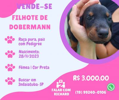Vende-se filhote cachorro raa Dobermann - Indaiatuba SP