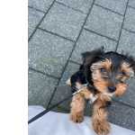 Maravilhoso Yorkshire terrier com LOP