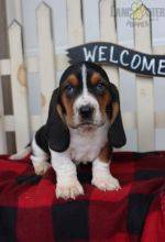 Lindos cachorrinhos Basset Hound
