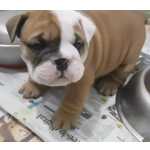 Bulldog Ingles - Pupdogs A Mais De 20 Anos No Mercado. Filhotes Com Garantias De Sade.