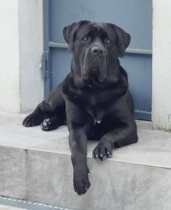 Cane Corso Italiano disponvel para montas