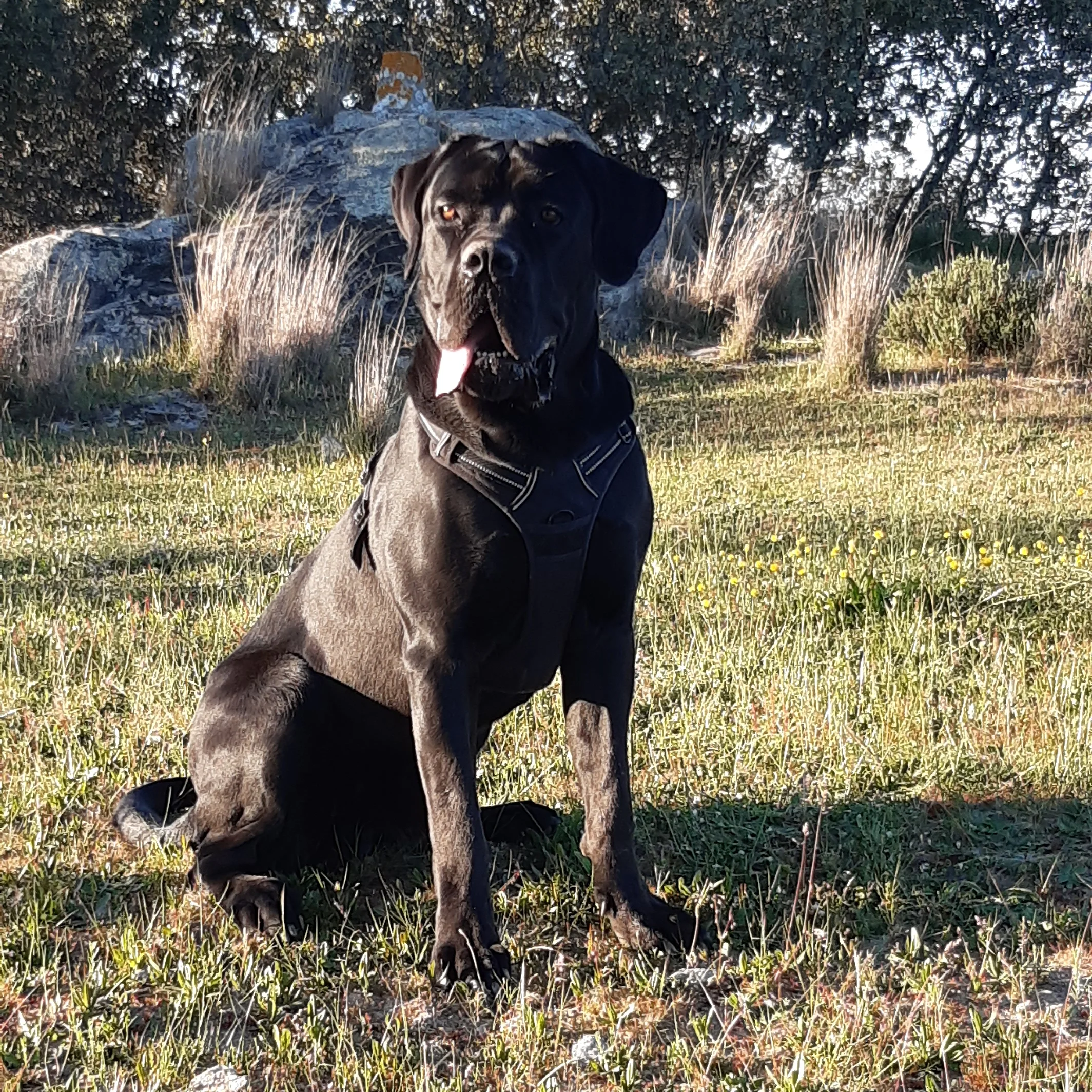 Cane Corso Italiano disponvel para montas
