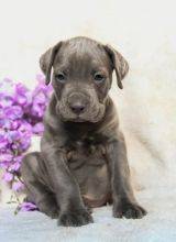 Cachorros Cane Corso disponivel