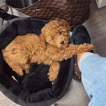 Caniche Toy disponvel