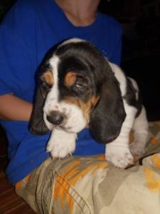 Maravilhosos muito meigos Basset Hound