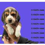 Beagle Puro: Companheiro Leal Sua Famlia