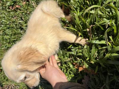 Golden retrivier