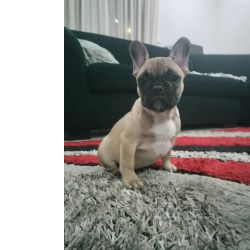 Bulldog Francs com LOP e Afixo