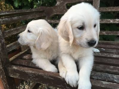 Cachorros Retriever do Labrador disponveis