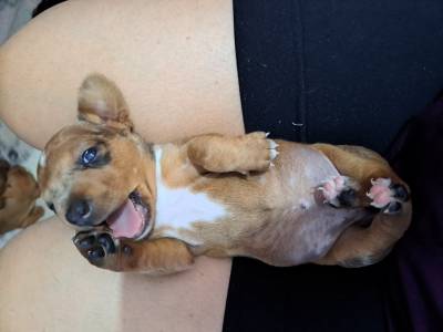Dachshund ano Fmea