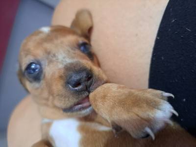 Dachshund ano Fmea