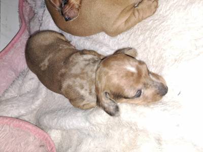Dachshund ano Fmea