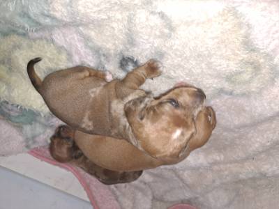 Dachshund ano Fmea