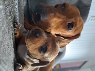 Dachshund ano Fmea