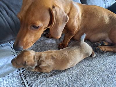 Dachshund ano Fmea