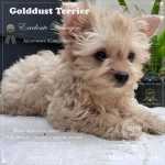 Yorkshire Terrier Golddust Desconto Especial - Filhote Disponvel - Bem Pequeno - Canil