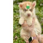 Husky Siberiano Filhotes Com Olhos Azuis E Verdes