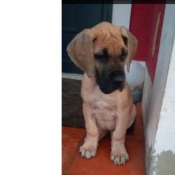 Dogue Alem�o dourado 