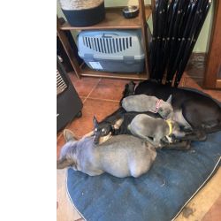 Buldogue franc�s azul 