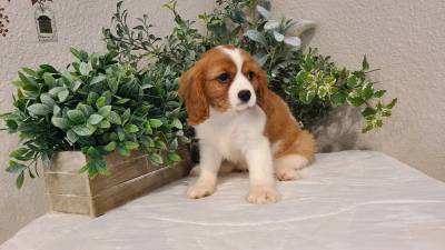 Cavalier King Charles Spaniel