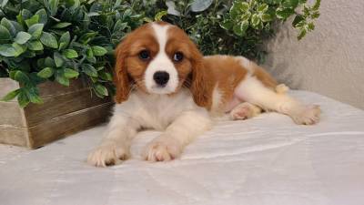 Cavalier King Charles Spaniel