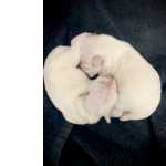 Schnauzer mini brancos nascidos em fevereiro