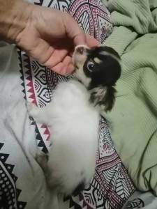 Chihuahua macho plo comprido bicolor
