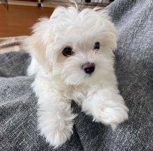 Machos e fmeas cachorros Bichon Malts disponveis