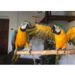 Excelentes papagaios araras