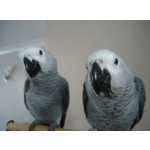 Excelentes papagaios Africanos