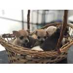 Chihuahua Pelagem Longa E Curta, Adquira Conosco E Tenha Garantias E Suporte Veterinrio G