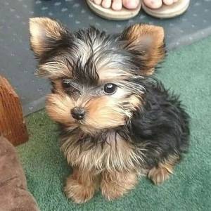 Yorkshire terrier Criados em ambiente familiar