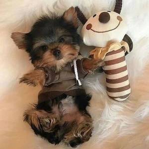 Yorkshire terrier Criados em ambiente familiar