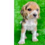 Beagle - Compre Seu Filhote Dos Sonhos Aqui Na All Pups, Melhor Garantia